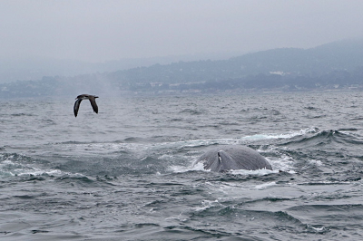 Burzyk róowonogi (Puffinus creatopus) przelatuje nad wynurzajcym si wielorybem.