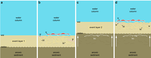 <span>Scenario to explain the in situ preservation of the </span>Ampyx<span> linear clusters from the Lower Ordovician (Upper Tremadocian-Floian) of Morocco. (a) Deposition of a distal tempestite (event layer 1). (b) Epibenthic (e.g. trilobites) and shallow endobenthic (e.g. possible worms) organisms settle and generate bioturbation above red-ox boundary. (c) Second storm event layer entombs epibenthic fauna in situ; red-ox boundary moves upwards (white arrows). (d) New faunal recolonization. According to Vaucher et al.34, distal storm deposits are relatively thin (less than 5 cm) and consist of a waning (base) and waxing (top) phases (subdivision not represented in this diagram), and depositional environment is that of the distal lower shoreface with a possible water depth of approximately 30–70 m. Bioturbation is based on polished and thin sections (Fig. 3 and Supplementary Figs 8 and 9). Abbreviations are as follows: bt, bioturbation; tr, trilobite group (Ampyx); trc, trilobite carcasses (</span>Ampyx<span>); w, worm; wsi, water-sediment interface.</span>