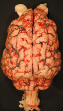 Mózg Knuta; badanie sekcyjne; CC BY 4.0; http://www.nature.com/articles/srep12805
