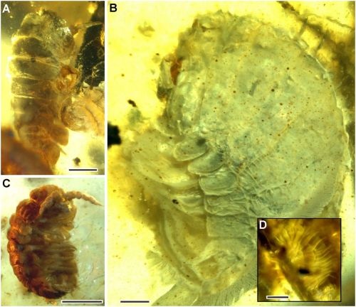 (Figure 3 from paper): Isopods of uncertain taxonomic affinity, but generally consistent with littoral or supralittoral taxa. (A) Isopod 1. (B) Isopod 2. (C) Isopod 3. (D) Circular structure attached to the dorsal surface of isopod 2. (Scale bars, 1 mm in A and C. Scale bar, 0.5 mm in B and D.) 