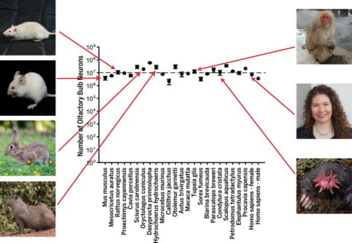 (From paper): ig. 3 Comparison of olfactory bulb neuronal numbers across mammalian species. The number of putative neurons per olfactory bulb for each species, as measured by isotropic fractionation. Numbers are drawn from Ribeiro et al. (48) and Oliveira-Pinto et al.