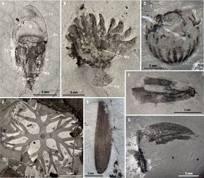 <span>Fig 2 (from paper). Fig. 2 New soft-bodied taxa from the Qingjiang biota. (A) Medusoid cnidarian, showing radially symmetrical body plan, exumbrellar/subumbrellar surfaces (Eu/Su), manubrium (Ma), and tentacles (Te). (B) Polypoid cnidarian, showing oral disc and mouth (Mo), tentacles, column, and pedal disc (Pd). (C) Ctenophore, showing that comb rows and oral-aboral body axis have a biradial symmetry resulting from sheathed tentacles. (D) Branched alga, showing quadripartite thallus. (E) Sponge Leptomitella sp. (F) New chordate. (G) Yunnanozoon sp.</span>