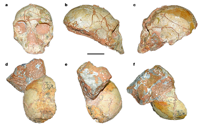 <span>a–c, Apidima 2. a, Frontal view. b, Right lateral view. c, Left lateral view. d–f, Apidima 1. d, Posterior view. e, Lateral view. f, Superior view. Scale bar, 5 cm.</span>