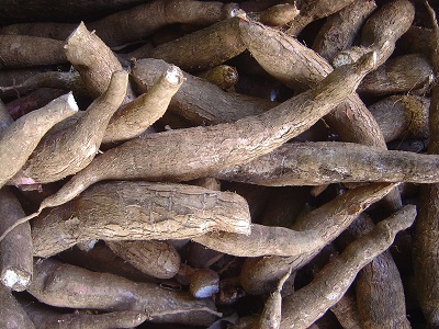 Genetycznie modyfikowany maniok. Źródło – wikimedia CC