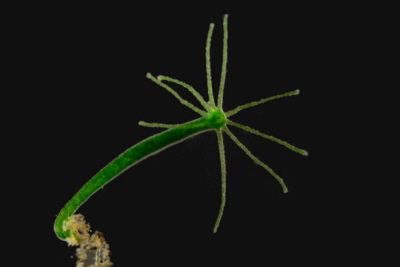 Hydra viridissima. Frank Fox CC BY-SA 3.0