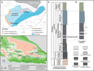 <span>From paper: Fig. 1 Locality map and early Cambrian stratigraphy of the study area. (A) Lithofacies map of the Yangtze Platform during Cambrian Stage 3, with type localities of the Qingjiang and Chengjiang biotas. (B) Geological map of the study area, showing the distribution of Cambrian outcrops and the location of studied sections with characteristic couplets of background and event claystone beds within the middle member of the Shuijingtuo Formation. (C) Composite stratigraphic column for the study area. (D) Stratigraphic column at the Jinyangkou type locality.</span>