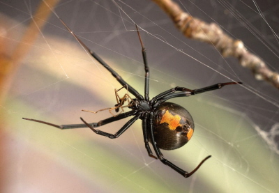 Samica Latrodectus hasselti zjada samca.<br />Zdjcie: MCB Andrade 2003