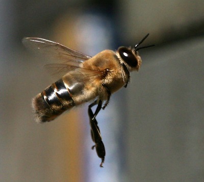 Ryc. 1. Samiec pszczoły miodnej © Waugsberg, Wikimedia Commons.
