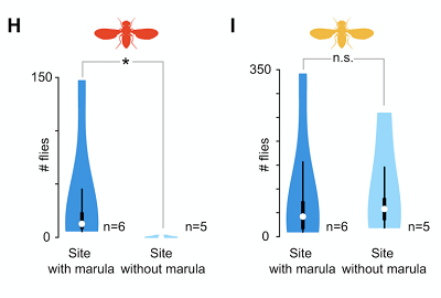 (H and I) Violin plots showing the number of D. melanogaster (H) and D. simulans (I) caught at sites with or without marula. Violin plots are as per (G). Differences between the means were analyzed for significance (∗) with a Mann-Whitney U test (p < 0.05).