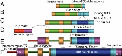 Evolutionary mechanism of the gadid AFGP gene from noncoding DNA. The color codes of the sequence components follow Fig. 1. (A) The ancestral noncoding DNA contained latent signal peptide-coding exons with a 5′ Kozak motif, adjacent to a duplication-prone 27-nt GCA-rich sequence. (B) The 27-nt GCA(Ala)-rich sequence duplicated forming four tandem copies. (C) A 9-nt in the midst of the four 27-nt duplicates became the three codons for one AFGP Thr-Ala-Ala unit and underwent microsatellitelike duplication forming a proto-ORF. (D) A proximal upstream regulatory region acquired through a putative translocation event. (E) A 1-nt frameshift led to a contiguous SP, a propeptide, and a Thr-Ala-Ala-like cds in a read-through ORF. (F) Intragenic (Thr-Ala-Ala)n cds amplification, fulfilling the antifreeze function under natural selection. 