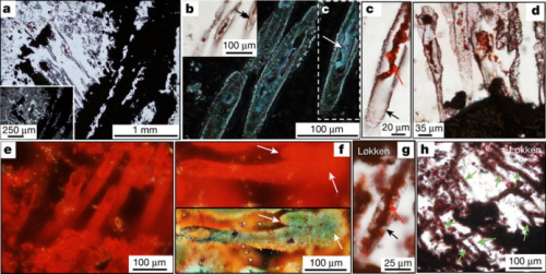 (From the paper): a–f, Tubes from the NSB. a, Tubes associated with iron oxide band. b, Depth reconstruction of tubes with haematite filament (arrow). Inset, image of tubes at the surface. c, Tube showing a twisted filament (red arrow) and walls (black arrow). d, Strongly deformed tubes. e, Depth reconstruction of tubes. f, Two tubes attached to terminal knob (arrows); lower image taken in false colour. g, h, Tubes from the Løkken jaspers. g, Tube showing filament (red arrow) and walls (black arrow). h, Aligned tubes (green arrows).