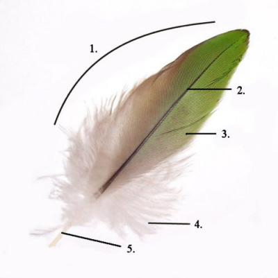 Parts of a feather: 1. Vane,  2. Rachis, 3. Barb, 4. Afterfeather, Hollow shaft, calamus
