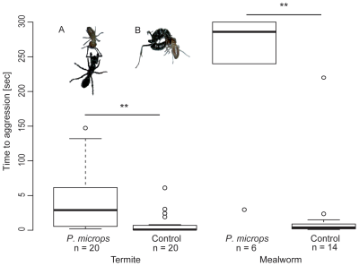 Figure 1. Time from first ant, Paltothyreus tarsatus, contact with termites (left; inlet A) or mealworms (right), coated with the skin secretion of Phrynomantis microps, until stinging (inlet B). Control groups are termites or mealworms coated with water. Boxplots show the median and the interquartiles of time from first ant contact with a termite or mealworm until stinging. Coated insects were stung significantly later than control insects. Taken from here.