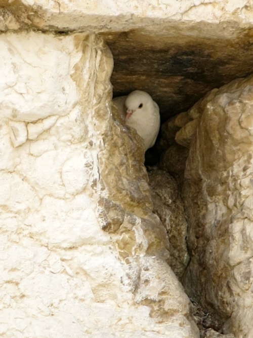 Gob gniedzi si midzy kamieniami ciany Zachodniej Jerozolimy(Zdjcie: Qanta Ahmed)