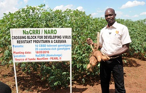 Naukowcy z ugandyjskiego NARO stworzyli odmiany manioku odporne na szkodniki i choroby. [Richard Wetaya]