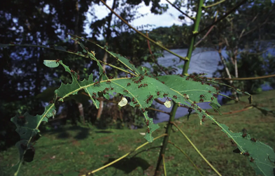 Atta columbica tnąca kawałki liści. Kolonia może obedrzeć z liści całe drzewo tropikalne w ciągu zaledwie jednego dnia.