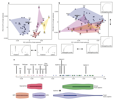 <span>a, Analysis 3. PCA of Procrustes-superimposed neurocranial landmarks and semilandmarks, PC1 compared to PC2. H. sapiens (n = 23), Neanderthals (n = 6), MPE (n = 4), MPA (n = 5). b, Analysis 4. PCA of Procrustes-superimposed midsagittal landmarks and semilandmarks, PC1 compared to PC2. H. sapiens (n = 27), Neanderthals (n = 10), MPE (n = 5), MPA (n = 6).Wireframes below and next to the plots illustrate neurocranial and midsagittal shape changes along PC1 (analyses 3 and 4), and PC2 (analysis 4). c, Neurocranial shape index (analysis 3). Violins show the minimum–maximum range, boxes show the 25–75% quartiles and lines indicate the median. Modern Africans, green dots (n = 15); all other samples and symbols as in a and Fig. 2. See Methods for detailed descriptions of analyses 3 and 4.</span>