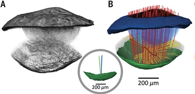 A) Volume rendering of an x-ray micro-CT scan of a whole scallop eye, showing the eye anatomy. (B) Segmentation of the micro-CT in (A). Black, cornea; navy, “iris;” blue, lens; gray, gross retinal volume; green, mirror. Rays traced through the eye from a point source aligned with the axis of the lens (red) are reflected (yellow) and focused on the retina. The border of the best-focused region encompassing all reflected rays denotes a 3D circle of least confusion (COLC; black line). The inset is a side view of the mirror showing the optical axes of the lens (blue), central mirror (green), and center of the visual field (cyan). The lens and mirror axes are offset by 7.3°.