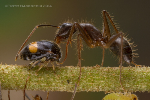 Dla mrówek kolonia zgarbowatych jest jak pastwisko pene krów. Chroni te owady i zbieraj poywn spad. Mrówka potrafi wywoa produkcj kropli spadzi przez delikatne gaskanie zgarbowatego (w tym wypadku kostarykaskiego Harmonides sp.) swoim czukiem.