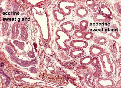 Gruczoy potowe ekrynowe i apokrynowe; Southern Illinois University School of Medicine, http://www.siumed.edu/~dking2/intro/apocrine1.htm