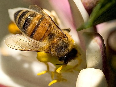 Pszczoa robotnica, zbierajca nektar (Wikipedia) 
