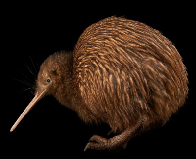 Zagroony kiwi brunatny, Apteryx mantelli, z Wyspy Poudniowej w Kiwi Birdlife Park w Queenstown, Nowa ZelandiaZdjcia: Joel Sartore, National Geographic Photo Ark