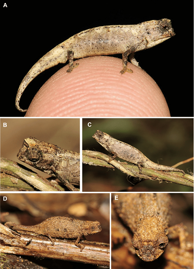Z artykułu: Brookesia nana sp. nov. in life. (A–C) male holotype (ZSM 1660/2012). (D, E) female paratype (UADBA-R/FGZC 3752).