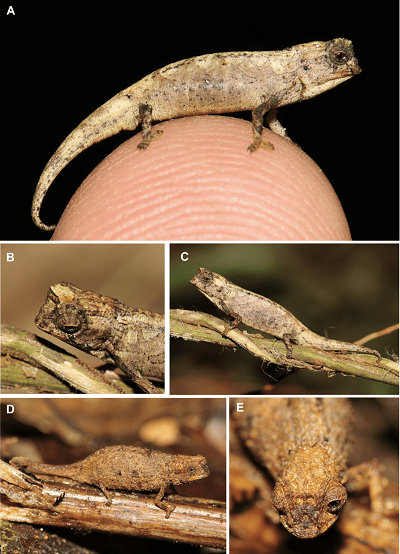 Z artykuu: Brookesia nana sp. nov. in life. (A–C) male holotype (ZSM 1660/2012). (D, E) female paratype (UADBA-R/FGZC 3752).