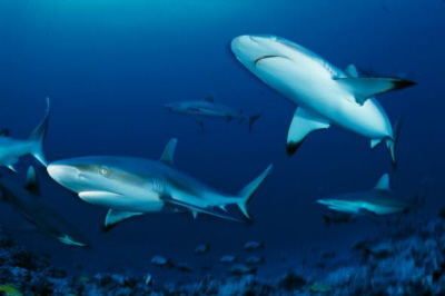 aracze rafowe pywaj w Archipelagu Tuamotu w Polinezji Francuskiej. Jak moe tak wiele araczy istnie w miejscu, gdzie nie ma do zwierzyny?Zdjcie DAVID DOUBILET, NATIONAL GEOGRAPHIC CREATIVE