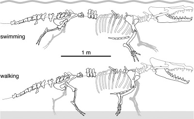 (From paper): Schematic drawings of the articulated skeleton of MUSM 3580 showing the main preserved bones, in a hypothetical swimming and terrestrial posture. For paired bones, the best-preserved side was illustrated (sometimes reversed), or both sides were combined (e.g., mandible). Stippled lines indicate reconstructed parts and missing sections of the vertebral column; cranium, cervical vertebrae, and ribs based on Maiacetus inuus. 