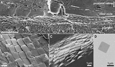 The ultrastructure of the multilayer mirror. (A to C) Cryo-SEM micrographs of high-pressure–frozen, freeze-fractured cross sections through the eye of P. maximus. (A) The mirror viewed perpendicular to the eye axis. White arrow, direction of on-axis incident light. (B) The tiled mirror viewed from above. (C) Crystals in adjacent layers, stacked directly on top of one another, viewed in a fracture through the mirror. (D) TEM micrograph of a single, regular square crystal extracted from the eye. The crystals are 1.23 × 1.23 ± 0.08 μm (N = 20) with internal corner angles of 90.16 ± 2.78° (N = 28) (means ± SD).