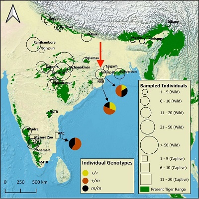 (From paper): Fig. 2. Distribution of the genotyped individuals. A total of 428 individuals were genotyped at the Taqpep c.1360C > T mutation site. Wild tigers are shown with a circular marker, and captive tigers (NKB, AAC, and Mysore Zoo) are shown with a square marker. The size of the square/circle indicates the number of individuals genotyped from a given area. In addition to the 399 Bengal tigers shown on the map, we genotyped 12 Amur, 12 Malayan, and five Sumatran tigers from Armstrong et al. (40) These are not shown on the map to allow the figure to focus on sampling within India. The fraction of the three genotypes in samples from the three populations in which pseudomelanistic tigers are present is shown with the pie chart. Similipal is the only population of wild tigers to have pseudomelanistic tigers, and the other two populations are of captive tigers. All wild tigers were homozygous for the wild-type allele at Taqpep c.1360C > T site except for Similipal individuals.