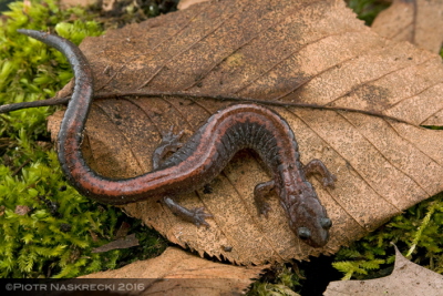 Salamandra czerwonogrzbietowa (Plethodon cinereus), mae, skromne zwierz, powszechne na wschodzie Stanów Zjednoczonych, jest cudem ewolucji z fizjologi, która sprawia, e nasza wydaje si miesznie nieudolna.