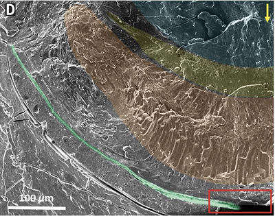 Low-resolution cryo-SEM micrograph of an eye cross section after high-pressure freezing and freeze-fracturing. The lens (blue), distal retina (yellow), proximal retina (orange), and concave mirror (green) are shown in pseudo-colors. The cilia and microvilli of the photoreceptors were used to identify the locations of the distal and proximal retinas.