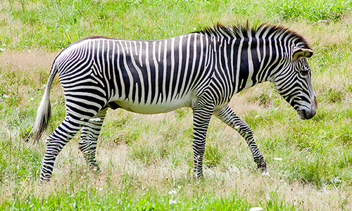 Zebra Grevy’ego