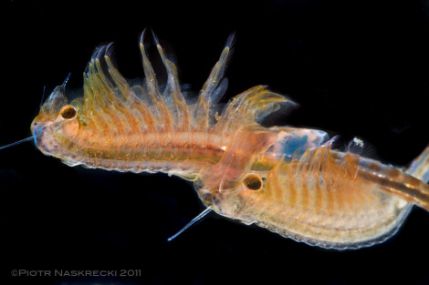 Samiec  amerykaskiej dziwogówki wiosennej (Eubranchipus vernalis) ma potne, bardzo zmodyfikowane czuki, których uywa do chwytania i przytrzymywania samicy podczas kopulacji.