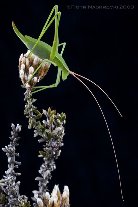 Brinckiella elegans – pikny gatunek z  prowincji Przyldkowo Zachodniej RPA. Samice wszystkich gatunków tego rodzaju oraz samce przynajmniej jednego s cakowicie pozbawione skrzyde. Jest to rzadkie u pasikonikowatych i nadal nie mam dobrego wyjanienia utraty zdolnoci tak latania, jak wydawania zawoa godowych.