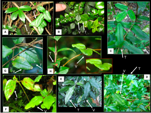 Figure 1. Leaf Mimicry in the Climbing Plant Boquila trifoliolata Pictures of the twining vine B. trifoliolata co-occurring with woody species in the temperate rainforest of southern Chile, where leaf mimicry in terms of size, color, and/or shape is evident. White arrows point to the vine (V) and to the host tree (T). Leaf length of the tree species is shown in parentheses [13]; this may help to estimate leaf size variation in the vine. (A) Myrceugenia planipes (3.5–8 cm). (B) Rhaphithamnus spinosus (1–2 cm). (C) Eucryphia cordifolia (5–7 cm). Notably smaller leaves of B. trifoliolata appear to the left of the focus leaf. (D) Mitraria coccinea (a woody vine; 1.5–3.5 cm). Both here and in (F), the serrated leaf margin of the model cannot be mimicked, but the vine shows one or two indents. (E) Aextoxicon punctatum (5–9 cm). (F) Aristotelia chilensis (3–8 cm). (G) Rhaphithamnus spinosus (1–2 cm). (H) Luma apiculata (1–2.5 cm). The inset shows more clearly how B. trifoliolata has a spiny tip, like the supporting treelet and unlike all the other pictures (and the botanical description) of this vine. See also Figure S1 for pictures showing different leaves of the same individual of B. trifoliolata mimicking different host trees.