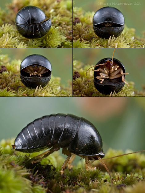  Samica karaczana kulistego (Perisphaerus semilunatus) z pónocnej Kambody zaczyna otwiera si, pokazujc dugie, silne nogi.