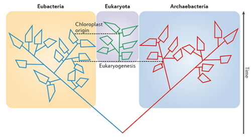 McInerney et al Nat Rev Microbiology 2014