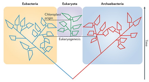 McInerney et al Nat Rev Microbiology 2014