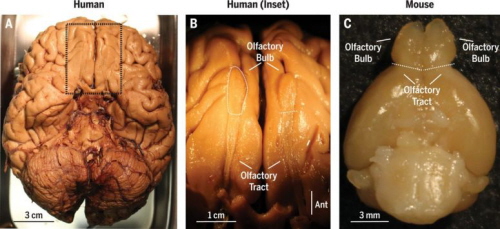 (From paper): Gross anatomy of the olfactory bulbs of human and mouse. (A) Ventral aspect of human brain, with meninges removed from the cortex. Area indicated by dotted rectangle is enlarged in (B). (B) View of left and right olfactory bulbs and olfactory tracts from (A). (C) Ventral aspect of mouse brain, with olfactory bulbs visible at the top. Up is anterior in all three panels. Dashed lines denote the approximate border between bulb and tract.