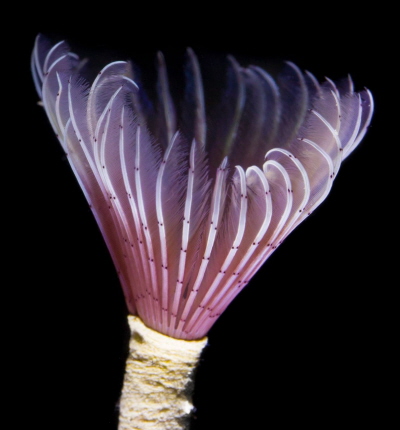Robak „mioteka” Bispira melanostigma yje w morzu Karaibskim.Zdjcie: MICHAEL BOK