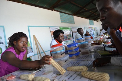Winnie Nanteza z Biura Informacyjnego WEMA w Ugandzie podaje farmerowi kolb odpornej na susz kukurydzy. 