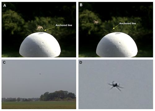 Spiders’ posture in takeoff and flight. (A, B) An anchored line was found during a tiptoe takeoff. As soon as spiders were airborne, they stretched the legs outward. (C) To ensure the behavior of outstretched legs during flight, the pose of a spider was observed during its gliding phase. (D) The spider kept its legs outstretched.