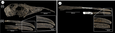 Cranial fossils of two species of lithornithids, showing high degree of pitting on the surfaces of their beaks, similar to all extant palaeognathous birds, potentially indicative of a bony bill-tip organ. (e) Lithornis promiscuus: (i) skull and attached maxilla (USNM 391983) showing the shape of the beak relative to the skull; (ii) distal portions of maxilla and mandible (USNM 336535). ( f ) Paracathartes howardae: maxilla (USNM 404758) and distal portion of mandible (USNM 361437).