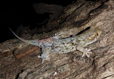 Geckolepis megalepis, nowo odkryty na Madagaskarze, ma najwiksze uski z wszystkich gekonów z rybimi uskami. Zdjcie: Credit Frank Glaw