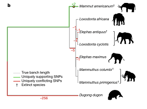 (Z artykuu): b, Umieszczenie filogenetyczne i wyniki mitochondrialnych odczytów pathPhynder62 jednoznacznie sklasyfikowanych jako Elephantidae lub nisze (dane ródowe 1). Wymare gatunki zidentyfikowane przez makroskamieniaoci lub miejsca filogenetyczne s oznaczone krzyykiem.