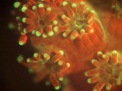 Nowy, podwodny mikroskop daje naukowcom niesłychane zbliżenie do życia w rafie koralowej.Koralowiec Pocillopora pod oświetleniem fluorescencyjnym. Fluorescencyjny obraz koralowca Pocillopora damicornis zapisany w laboratorium. Pole widzenia 4.2 x 3.5 mm <br /> Zdjęcie: ANDREW MULLEN