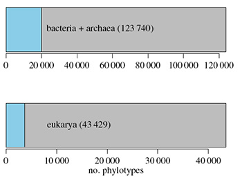 Rónorodno. Niebieski: znane  (podobne do gatunków). Szary: nieznane. Ramirez et al 2014.